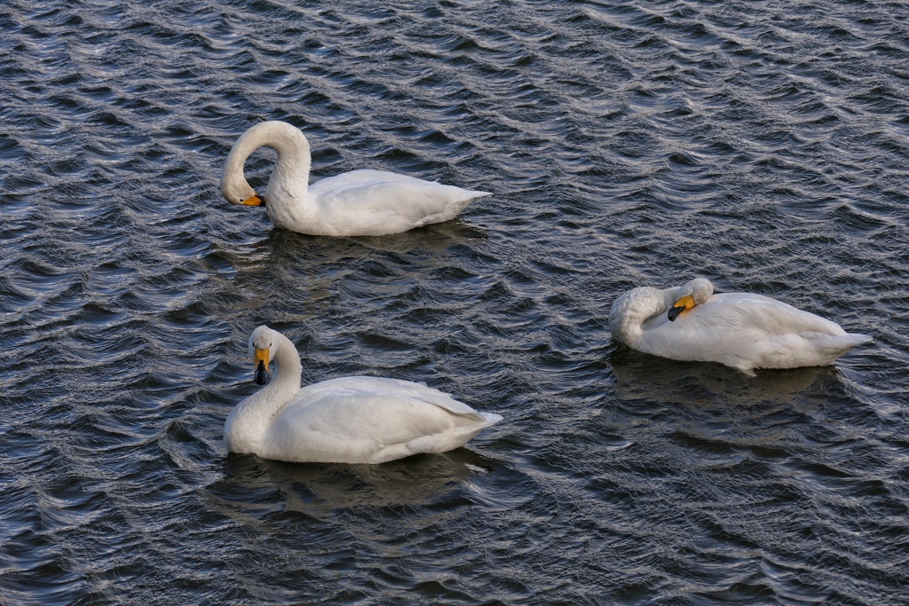 風が作る不思議な波