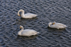 風が作る不思議な波