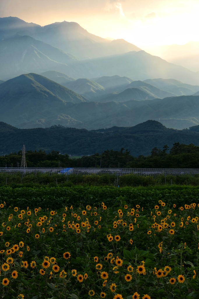 ヒマワリと南アルプス
