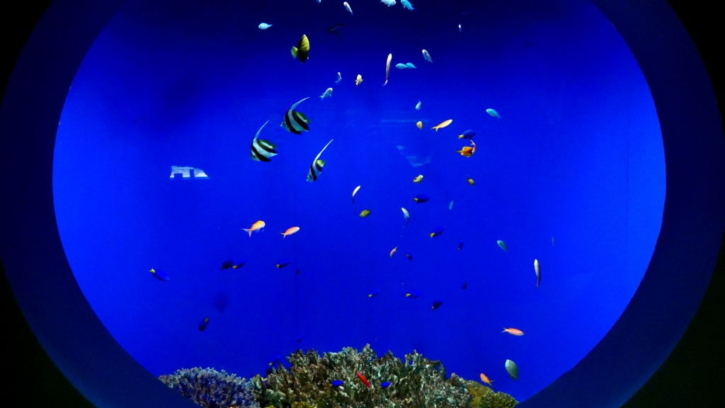 1180694油壺水族館