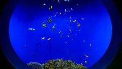 1180694油壺水族館