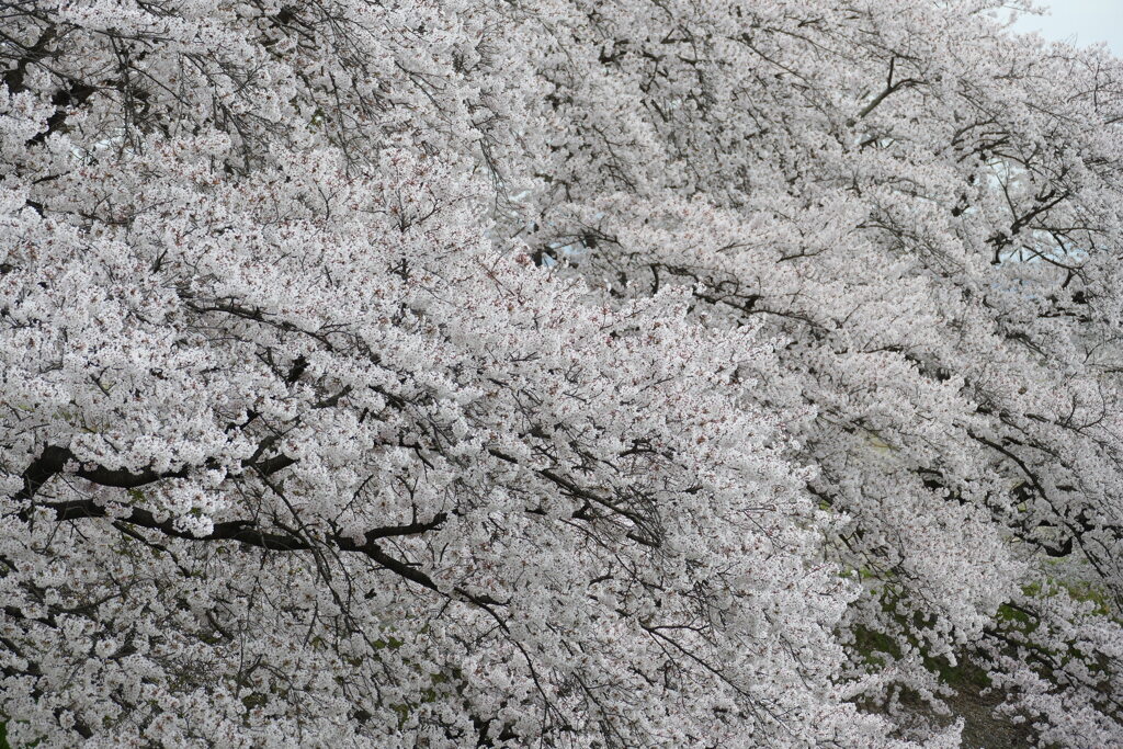 桜しか見えない