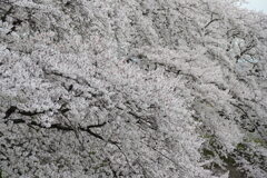 桜しか見えない