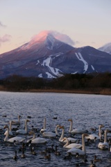磐梯山と白鳥と２