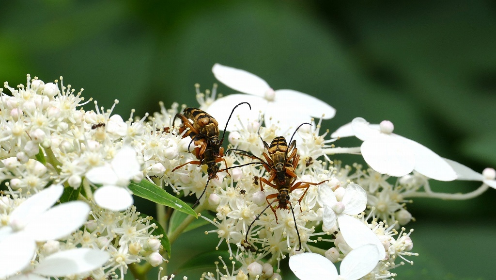 P1110698　ヨツスジハナカミキリ