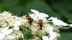 P1110698　ヨツスジハナカミキリ