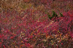 草紅葉