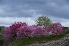 花のある風景２