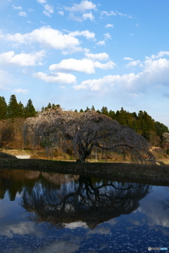 花園の枝垂桜４