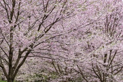 これも桜あれも桜