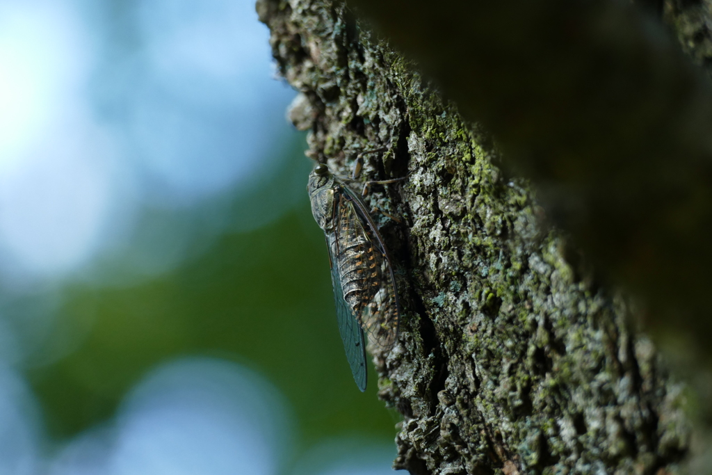 セミも鳴かずば撮られまい