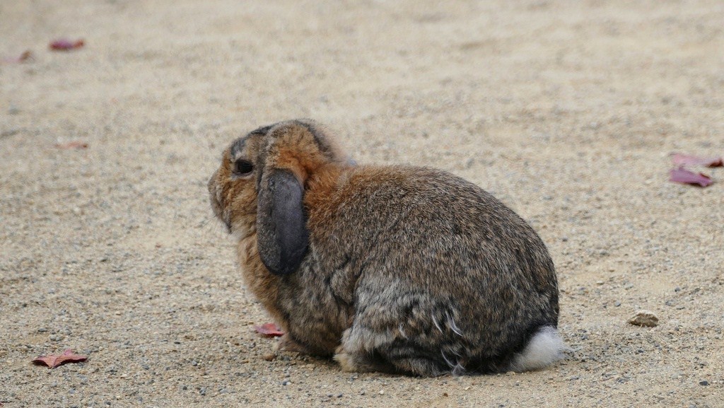 P1150746　＠石筵ふれあい牧場