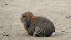 P1150746　＠石筵ふれあい牧場