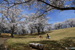 逢瀬公園