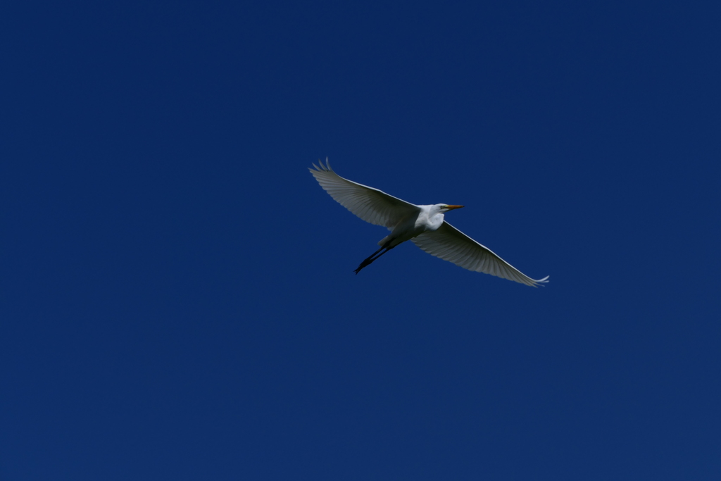 碧空に浮かぶ白い鷺