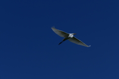 碧空に浮かぶ白い鷺