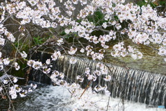 何気ない春