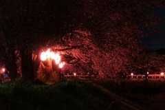 夜桜②