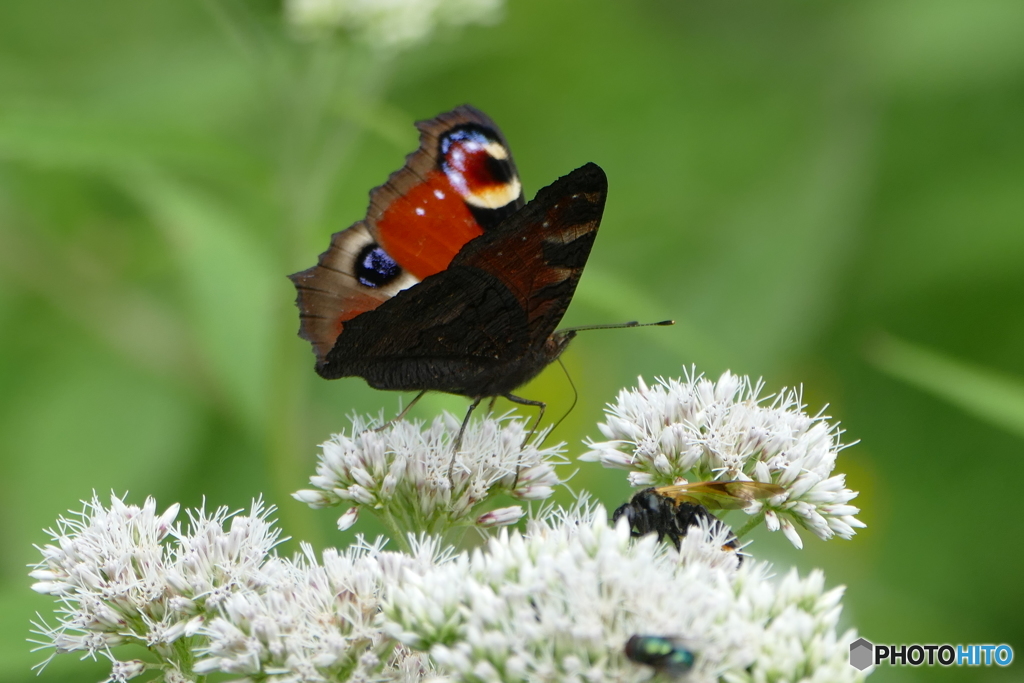 クジャクチョウ