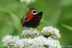 クジャクチョウ