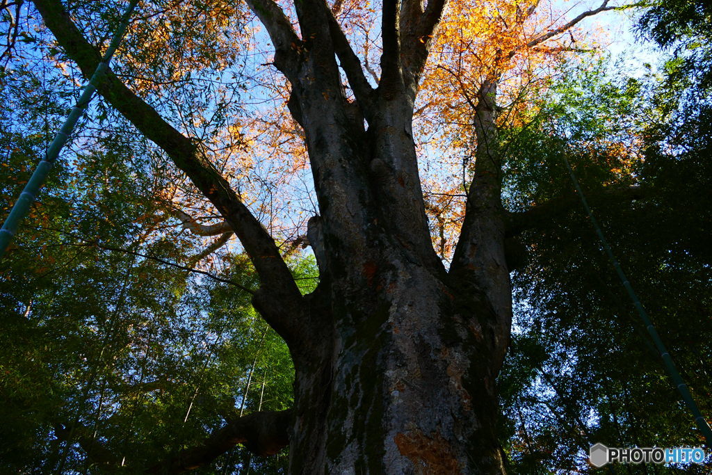 刻を写す古木２