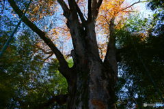 刻を写す古木２