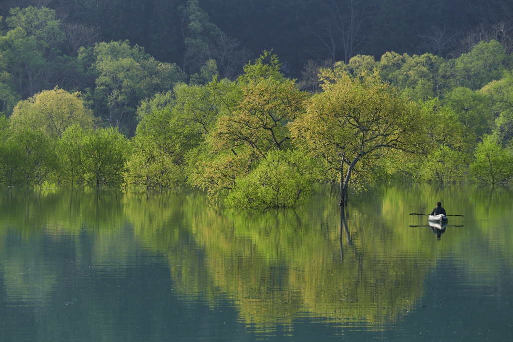 白川湖水没林１