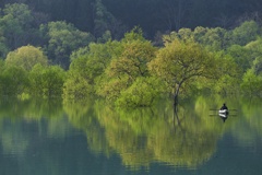 白川湖水没林１