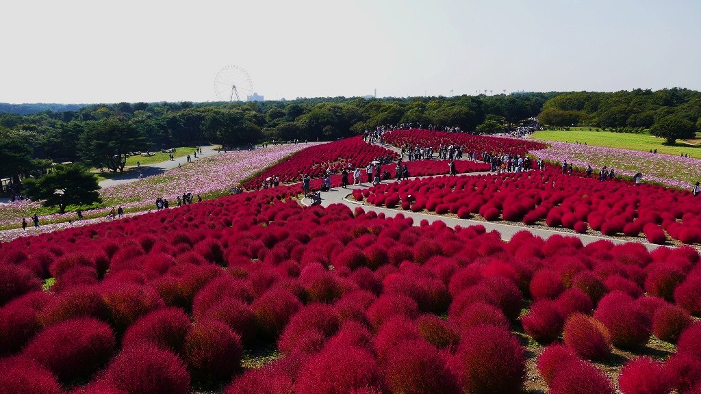 P1150954　＠ひたちなか海浜公園