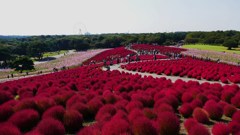 P1150954　＠ひたちなか海浜公園