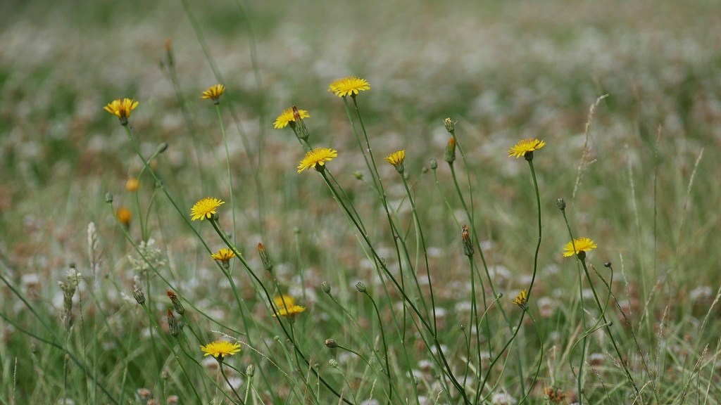やわらかな・・・