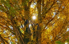 喰丸小学校大イチョウ