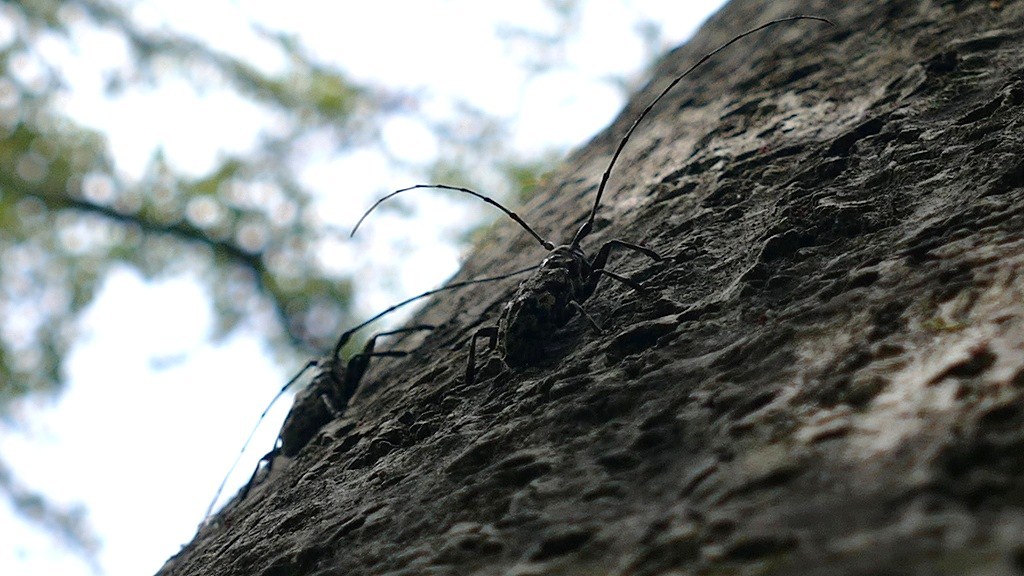 P1120442a　ヒゲナガゴマフカミキリ