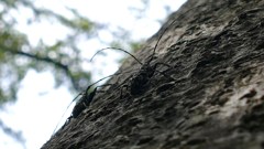 P1120442a　ヒゲナガゴマフカミキリ