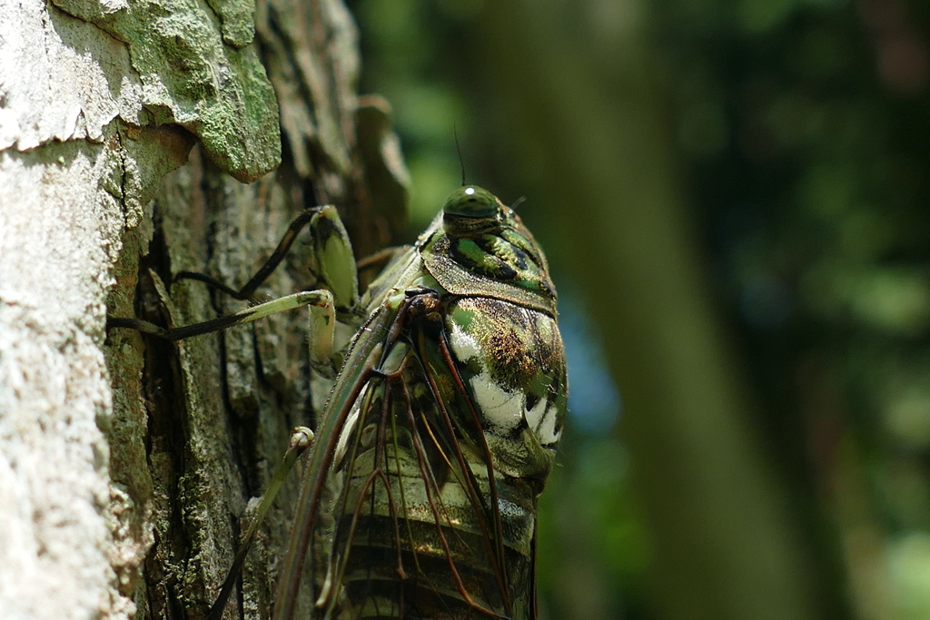 みーんみんみんみん