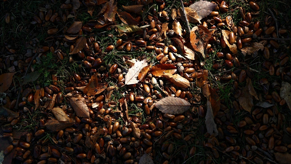 P1160366どんぐり。。。