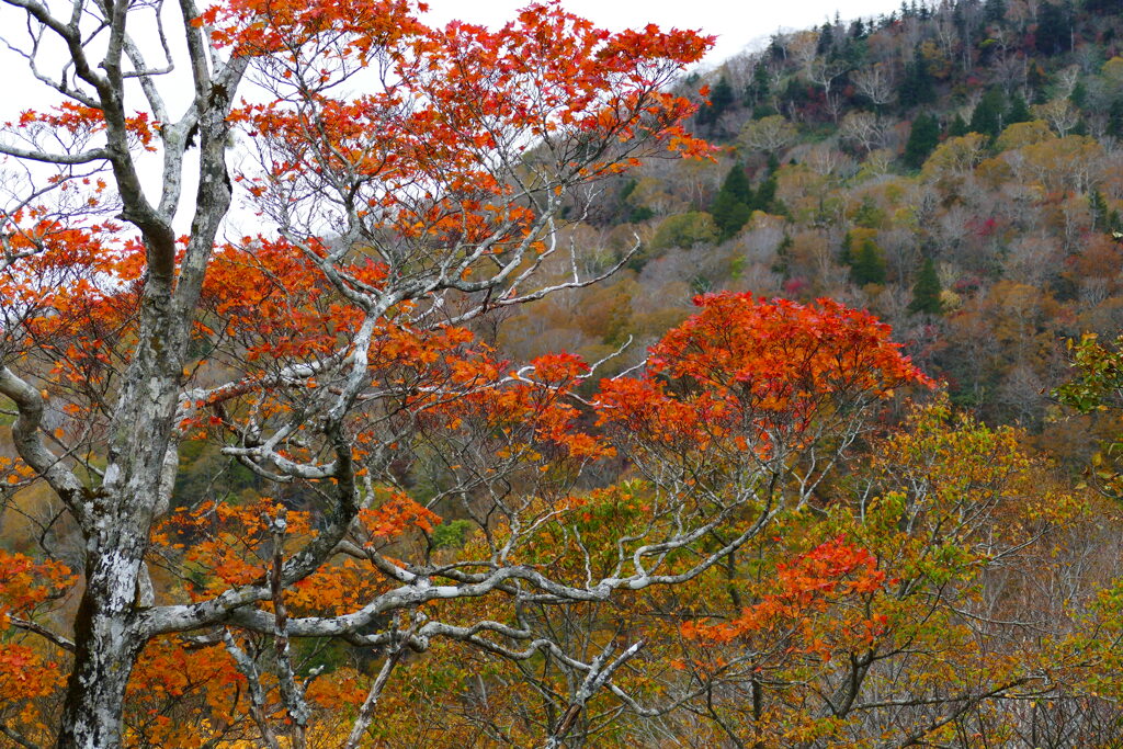 スカイライン１