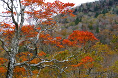 スカイライン１