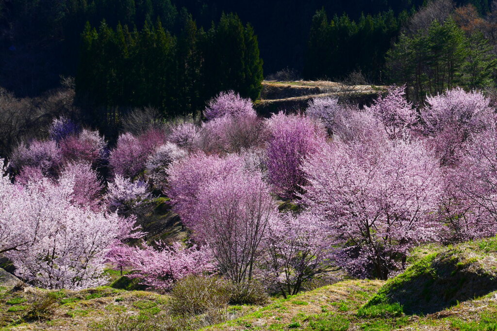 朝倉　棚田の桜　２