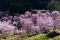 朝倉　棚田の桜　２