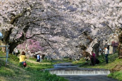 観音寺川