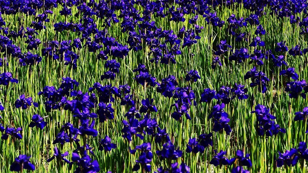 尾形光琳チック