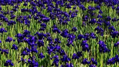 尾形光琳チック