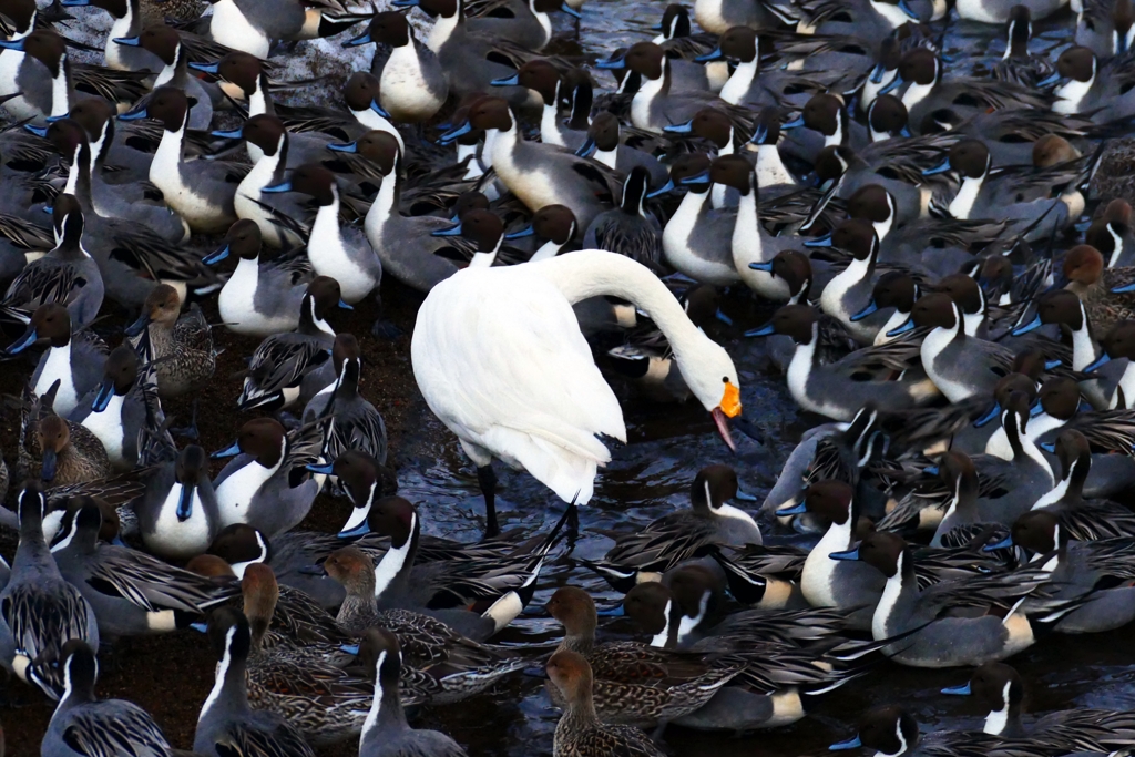 げ！？囲まれた！！