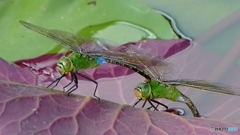 ギンヤンマのペア