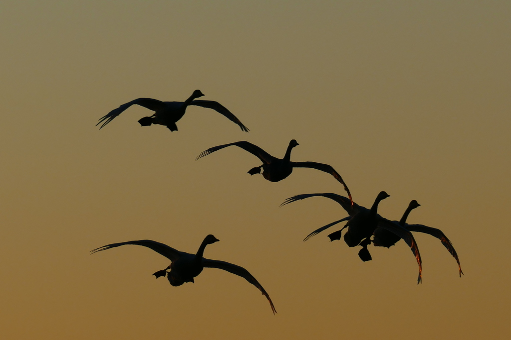 猪苗代湖夕景５