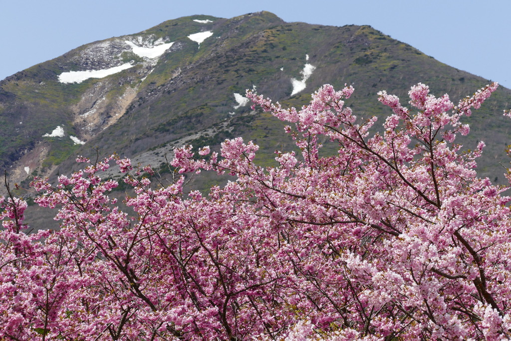 山桜と