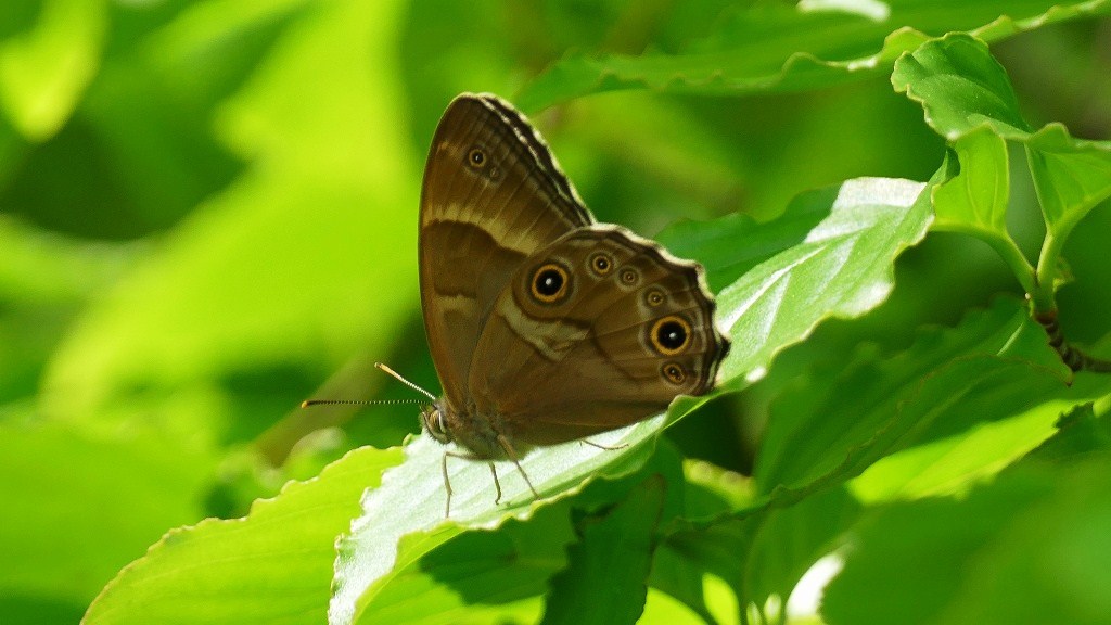 近所散策０５２８