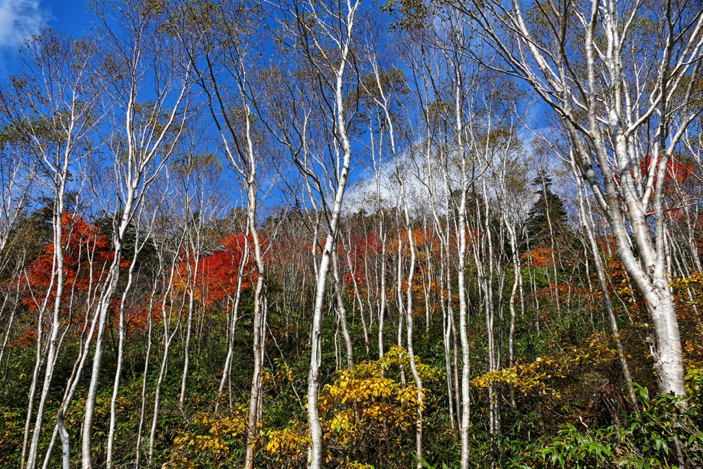 白の主張