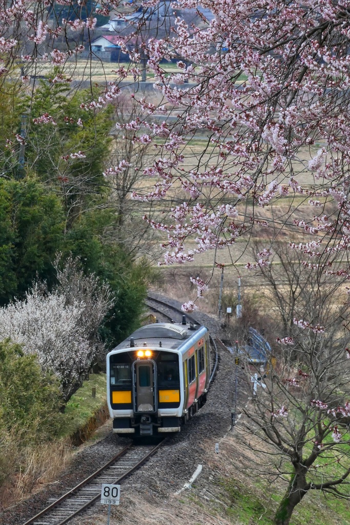 戸津辺の桜と水郡線③